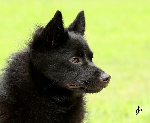 Schipperke 9Y506D-026.JPG